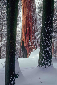 California winter in the forest